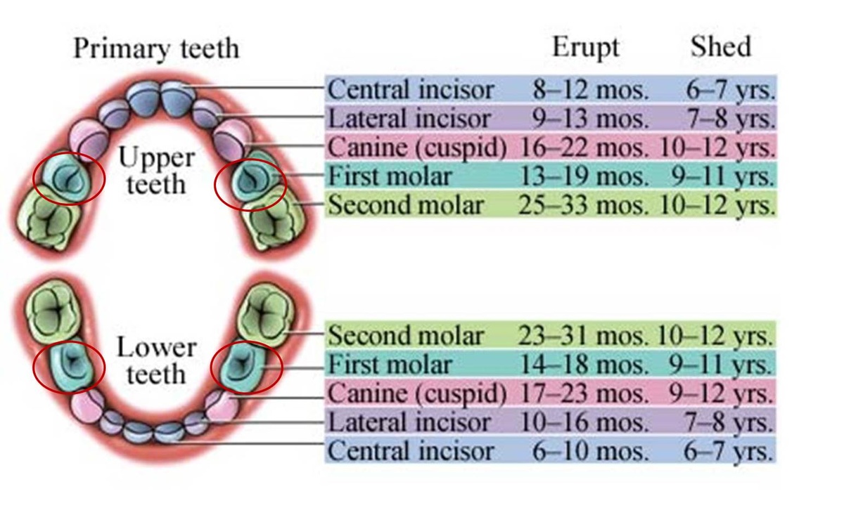 Loosing a Tooth can be an upsetting experience for a child even if