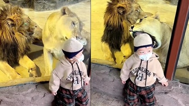 Moment tensionat la o grădină zoologică din China: o leoaică încearcă să atace un copil aflat dincolo de geam