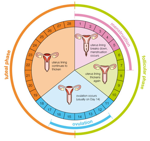 Motive Ca Sa Iti Monitorizezi Ciclul Menstrual